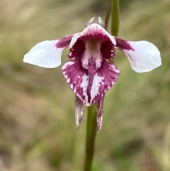 Diuris venosa (Veined Doubletail) at Barrington Tops National Park - 18 Dec 2023 by Tapirlord