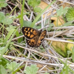 Geitoneura klugii at Namadgi National Park - 24 Jan 2024