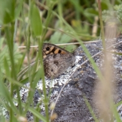 Geitoneura klugii at Namadgi National Park - 24 Jan 2024