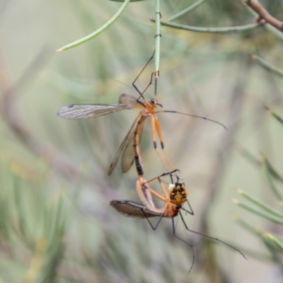 Harpobittacus australis (Hangingfly) at Namadgi National Park - 23 Jan 2024 by SWishart