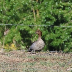 Chenonetta jubata (Australian Wood Duck) at Ewart Brothers Reserve - 27 Jan 2024 by KylieWaldon