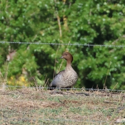 Chenonetta jubata (Australian Wood Duck) at Ewart Brothers Reserve - 28 Jan 2024 by KylieWaldon