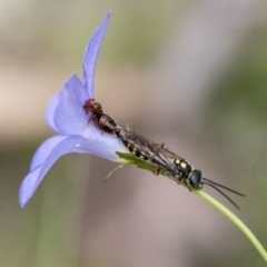 Thynninae (subfamily) (Smooth flower wasp) at Namadgi National Park - 23 Jan 2024 by SWishart