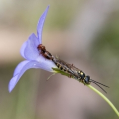 Thynninae (subfamily) (Smooth flower wasp) at Mount Clear, ACT - 23 Jan 2024 by SWishart