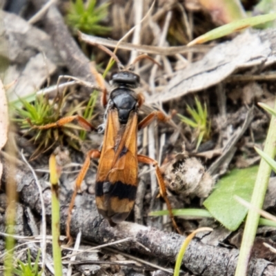 Calopompilus affectata (Spider wasp) at Namadgi National Park - 24 Jan 2024 by SWishart