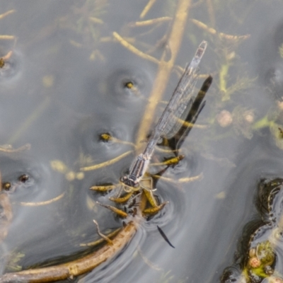 Ischnura heterosticta (Common Bluetail Damselfly) at Mount Clear, ACT - 24 Jan 2024 by SWishart