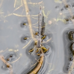 Ischnura heterosticta at Namadgi National Park - 24 Jan 2024