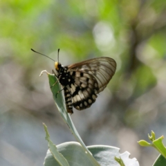 Acraea andromacha (Glasswing) at Bungonia National Park - 29 Jan 2024 by DPRees125