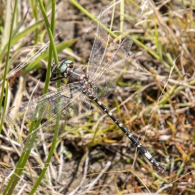 Synthemis eustalacta (Swamp Tigertail) at Mount Clear, ACT - 24 Jan 2024 by SWishart