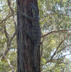 Varanus varius (Lace Monitor) at Bungonia, NSW - 29 Jan 2024 by DPRees125