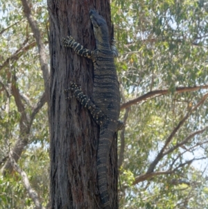 Varanus varius at Bungonia National Park - 29 Jan 2024