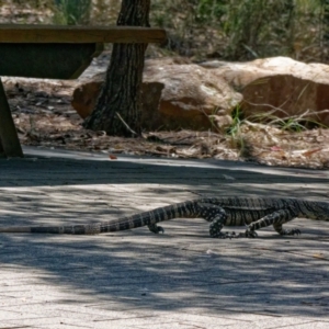 Varanus varius at Bungonia National Park - 29 Jan 2024