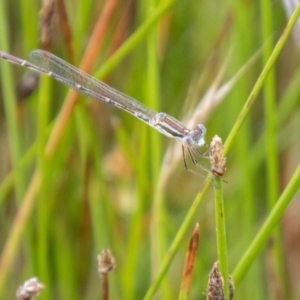 Austrolestes analis at Namadgi National Park - 24 Jan 2024 12:40 PM