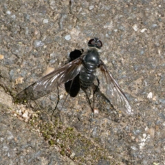 Thraxan sp. (genus) (A bee fly) at Bungonia, NSW - 29 Jan 2024 by DPRees125