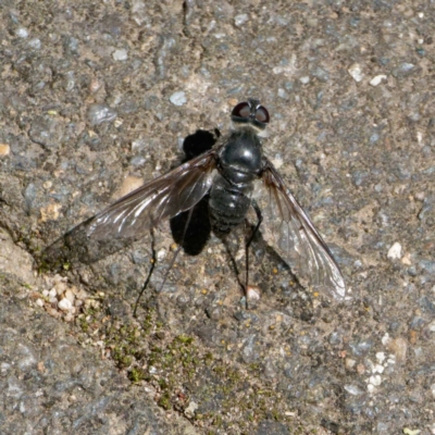 Thraxan sp. (genus) (A bee fly) at Bungonia National Park - 29 Jan 2024 by DPRees125
