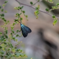 Pollanisus lithopastus at Namadgi National Park - 24 Jan 2024