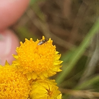 Diptera (order) (Fly - Unidentified) at Jerrabomberra Grassland - 31 Jan 2024 by ChrisBenwah