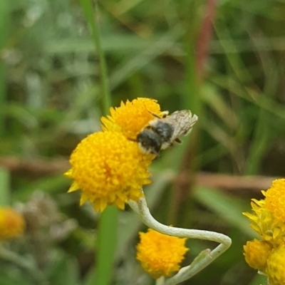 Apiformes (informal group) (Unidentified bee) at Jerrabomberra East Offset (JE_4) - 31 Jan 2024 by ChrisBenwah