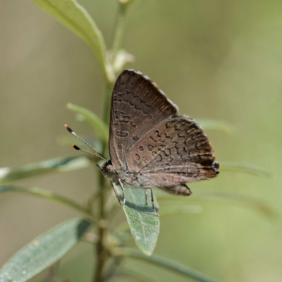 Paralucia pyrodiscus (Fiery Copper) at Bungonia, NSW - 29 Jan 2024 by DPRees125