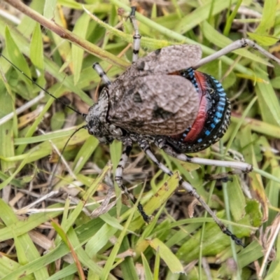 Acripeza reticulata (Mountain Katydid) at Namadgi National Park - 24 Jan 2024 by SWishart