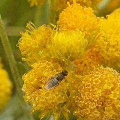 Calyptrate (subsection) (Unidentified house-flies, blow-flies and their allies) at Jerrabomberra Grassland - 31 Jan 2024 by ChrisBenwah