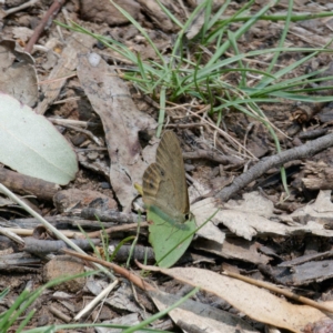 Hypocysta pseudirius at Bungonia National Park - 29 Jan 2024