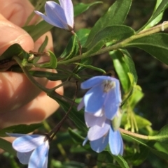 Billardiera heterophylla (Western Australian Bluebell Creeper) at The Pinnacle - 31 Jan 2024 by CattleDog