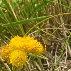 Geron sp. (genus) (Slender Bee Fly) at Jerrabomberra Grassland - 31 Jan 2024 by ChrisBenwah