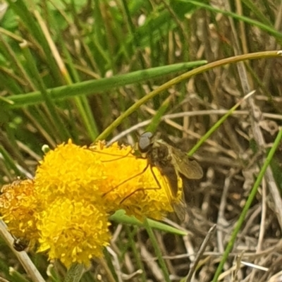 Geron sp. (genus) (Slender Bee Fly) at Jerrabomberra Grassland - 31 Jan 2024 by ChrisBenwah