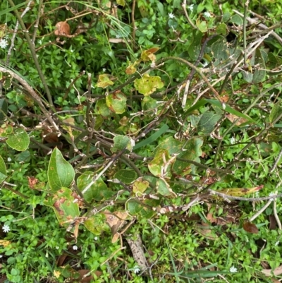 Smilax australis (Barbed-Wire Vine) at Barrington Tops National Park - 18 Dec 2023 by Tapirlord