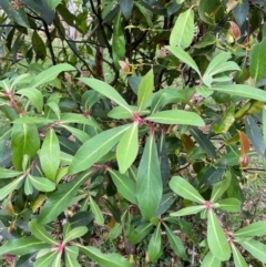 Tasmannia purpurascens (Broad-leaved Pepperbush) at Barrington Tops National Park - 18 Dec 2023 by Tapirlord