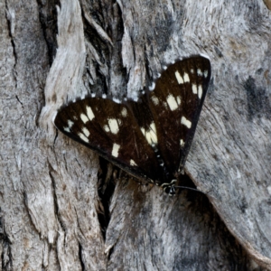 Cruria donowani at Bungonia National Park - 29 Jan 2024 12:01 PM