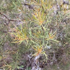 Hakea microcarpa (Small-fruit Hakea) at Barrington Tops National Park - 18 Dec 2023 by Tapirlord