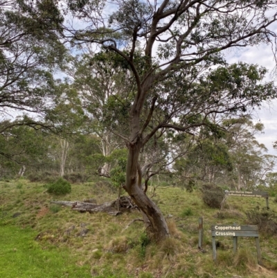 Eucalyptus stellulata (Black Sally) at Barrington Tops National Park - 18 Dec 2023 by Tapirlord