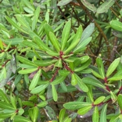 Unidentified Other Shrub at Barrington Tops, NSW - 18 Dec 2023 by Tapirlord