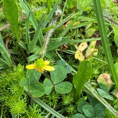 Ranunculus pimpinellifolius (Bog Buttercup) at Barrington Tops National Park - 18 Dec 2023 by Tapirlord