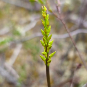 Corunastylis sp. at Tallong, NSW - suppressed