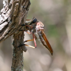 Colepia sp. (genus) at Bungonia, NSW - 29 Jan 2024 by DPRees125