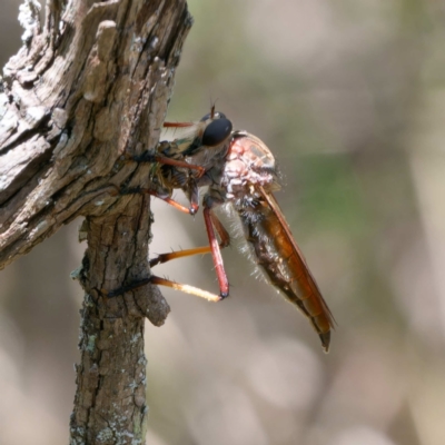 Colepia sp. (genus) at Bungonia, NSW - 29 Jan 2024 by DPRees125