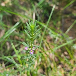 Lythrum hyssopifolia at Uriarra Village, ACT - 1 Feb 2024