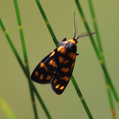 Asura lydia (Lydia Lichen Moth) at Moruya, NSW - 1 Feb 2024 by LisaH