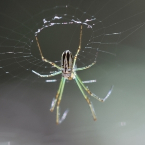 Leucauge dromedaria at Moruya, NSW - suppressed