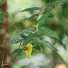 Solanum stelligerum (Devil's Needles) at Broulee, NSW - 31 Jan 2024 by LisaH