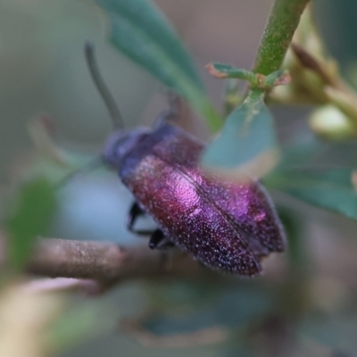 Ecnolagria tomentosa at  - suppressed by LisaH