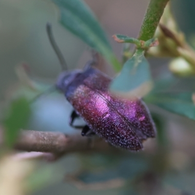 Ecnolagria tomentosa at Broulee, NSW - 31 Jan 2024 by LisaH