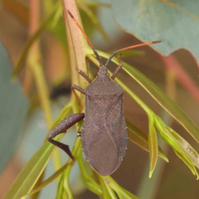 Amorbus sp. (genus) (Eucalyptus Tip bug) at Black Mountain - 31 Jan 2024 by ConBoekel