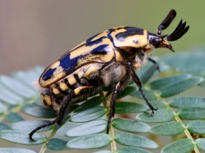 Chondropyga olliffiana (Olliff's flower scarab) by LisaH