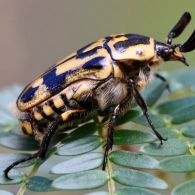 Chondropyga olliffiana (Olliff's flower scarab) at Moruya, NSW - 31 Jan 2024 by LisaH