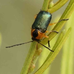 Aporocera (Aporocera) consors (A leaf beetle) at Black Mountain - 31 Jan 2024 by ConBoekel