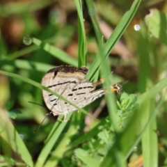 Jalmenus evagoras (Imperial Hairstreak) at Moruya, NSW - 1 Feb 2024 by LisaH